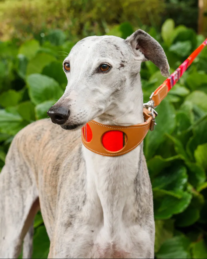 Inca Orange Hound Collar